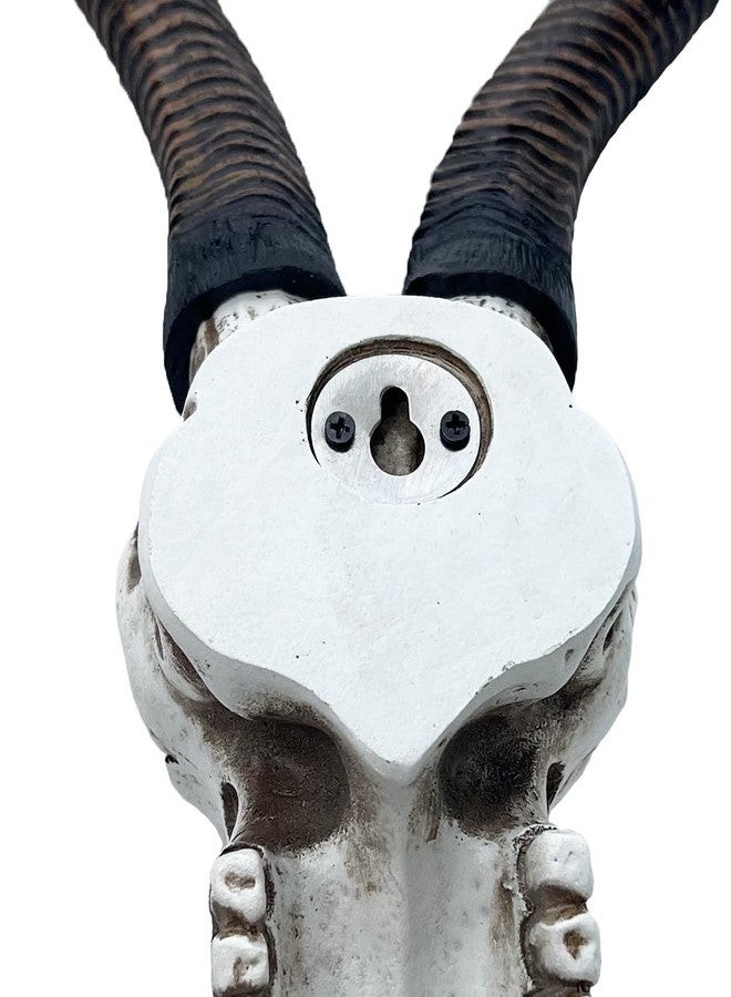 Top Brass 14 1/2" African Kudu Antelope Skull - Wall Mount Head - Rustic Safari Decor - Image 3