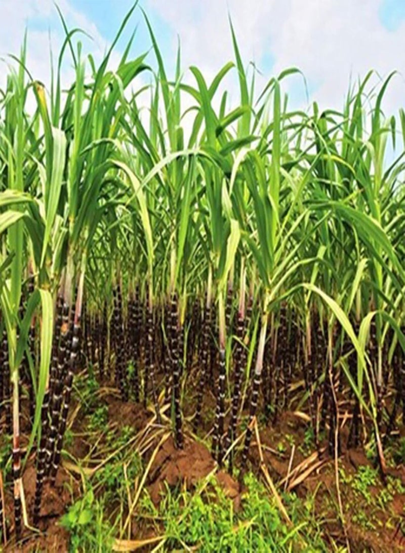 GGOOT Saccharum Officinarum Seeds Evergreen Fast Growing Heirloom High Germination Fruit Seeds for Planting - Image 4