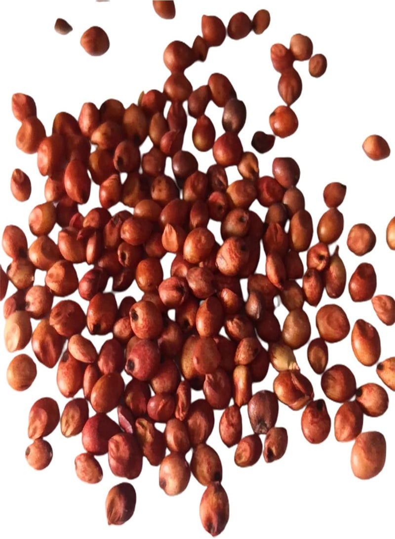 GGOOT Saccharum Officinarum Seeds Evergreen Fast Growing Heirloom High Germination Fruit Seeds for Planting - Image 5