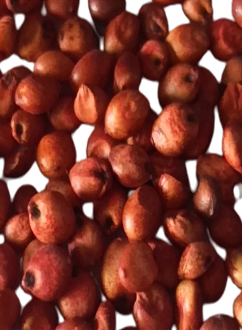 GGOOT Saccharum Officinarum Seeds Evergreen Fast Growing Heirloom High Germination Fruit Seeds for Planting - Image 3