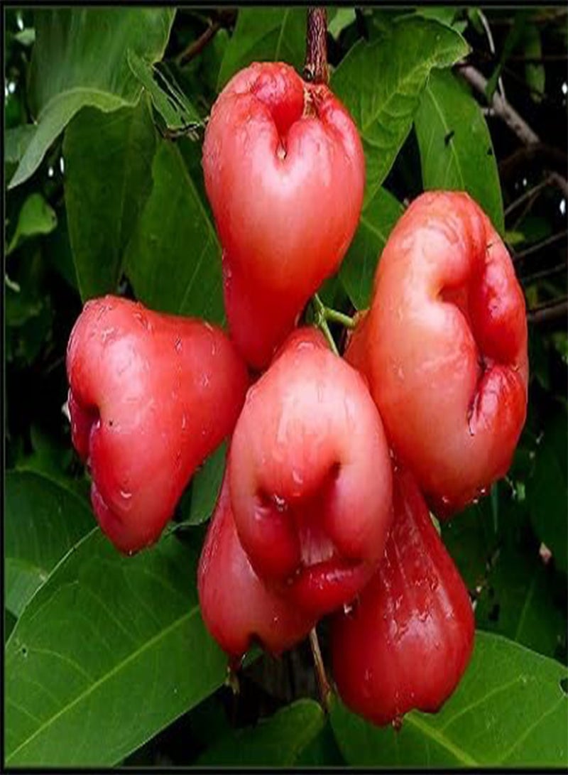 GGOOT 80pcs Fresh Rose Apple Fruit Seeds - Image 1