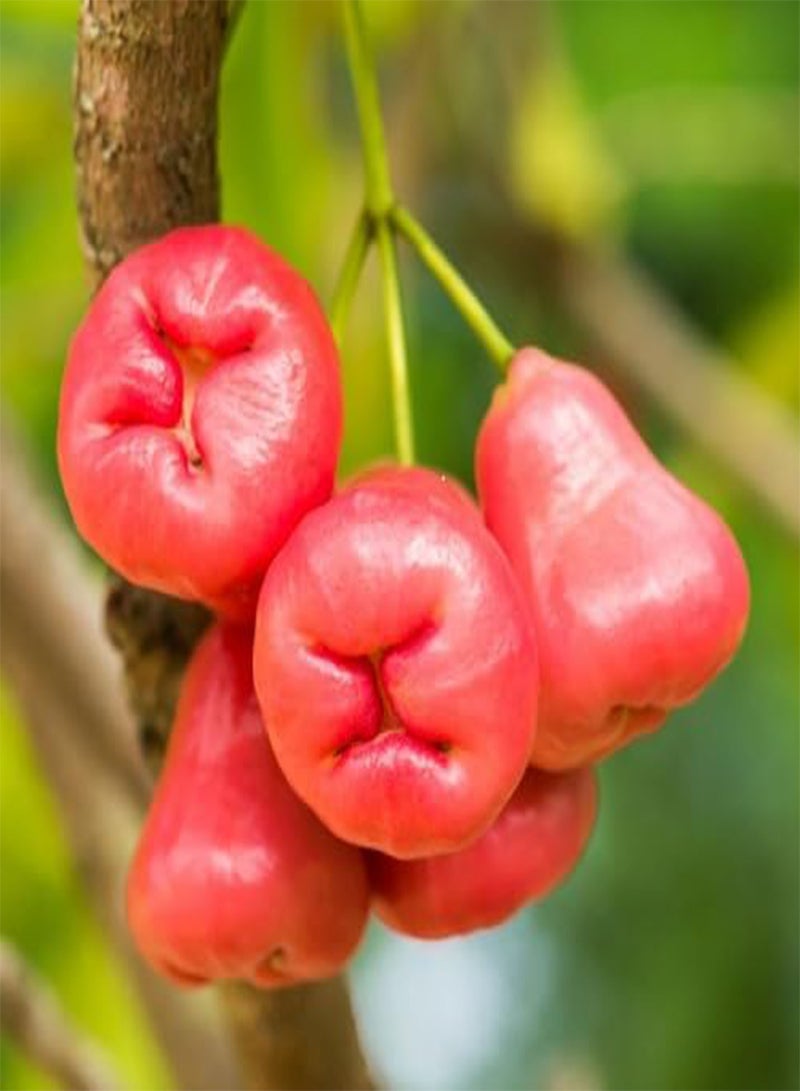 GGOOT 80pcs Fresh Rose Apple Fruit Seeds - Image 2