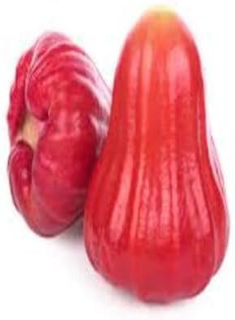 GGOOT 80pcs Fresh Rose Apple Fruit Seeds - Image 4