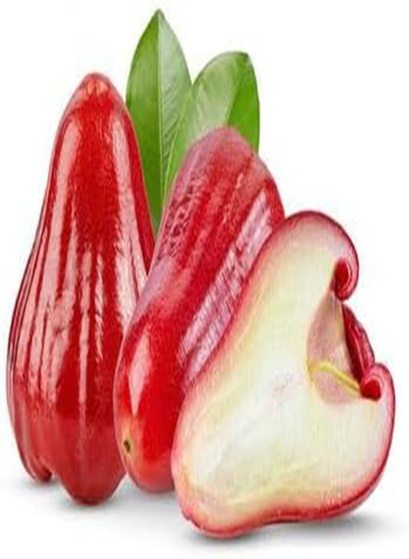 GGOOT 80pcs Fresh Rose Apple Fruit Seeds - Image 3