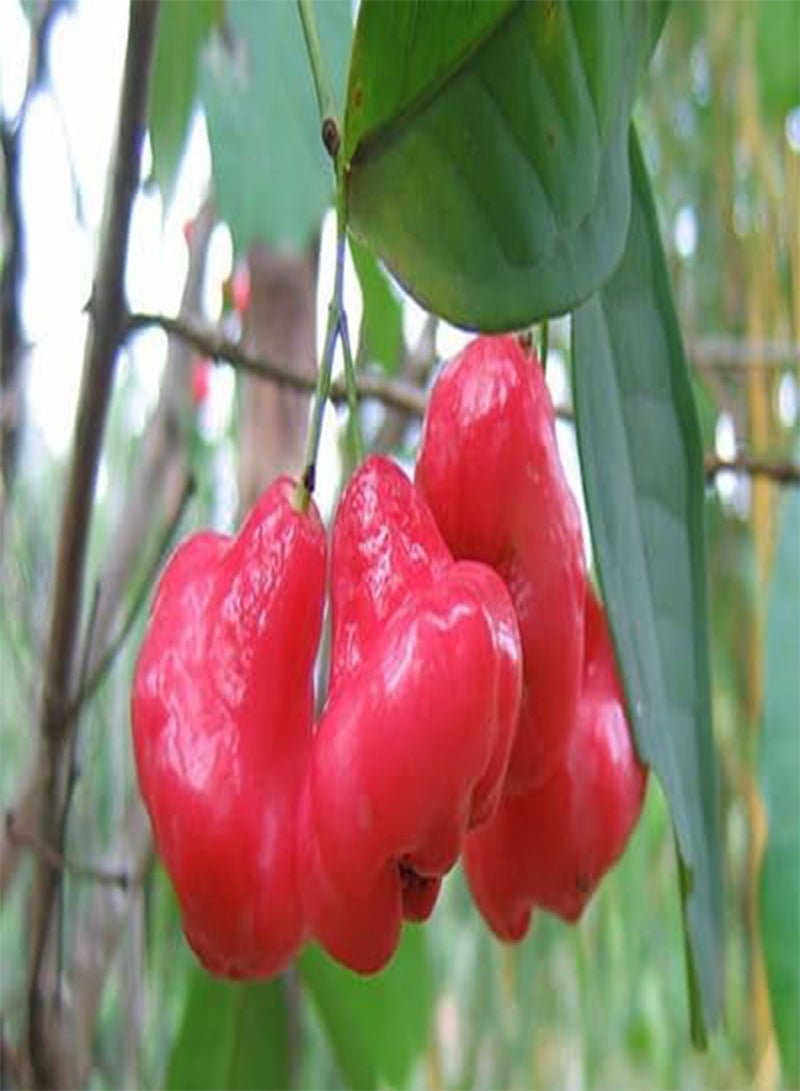 GGOOT 80pcs Fresh Rose Apple Fruit Seeds - Image 5