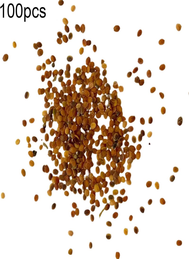 GGOOT seeds 100Pcs/Bag Cress seeds Creeping Flower Plant Decoration Perennial Garden Ground Rock Flower seeds for Garden Lawn Green - Image 4