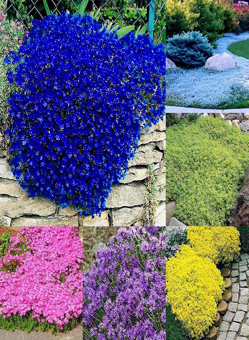 GGOOT seeds 100Pcs/Bag Cress seeds Creeping Flower Plant Decoration Perennial Garden Ground Rock Flower seeds for Garden Lawn Green - Image 3
