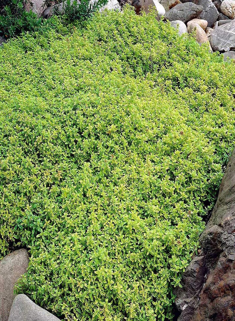 GGOOT seeds 100Pcs/Bag Cress seeds Creeping Flower Plant Decoration Perennial Garden Ground Rock Flower seeds for Garden Lawn Green - Image 1