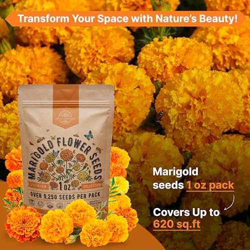 Organo Republic Marigold Seeds Pack 1 oz - Over 9,250 Non-GMO Heirloom Marigold Seeds for Planting Indoor & Outdoor Gardening, Flower Seed for Planting Home and Garden, Flowers Seed in Individual Packet - Image 4