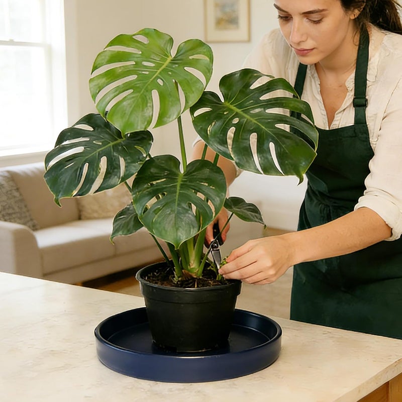 Afrine Plant Saucer, Plant Saucers - Image 4
