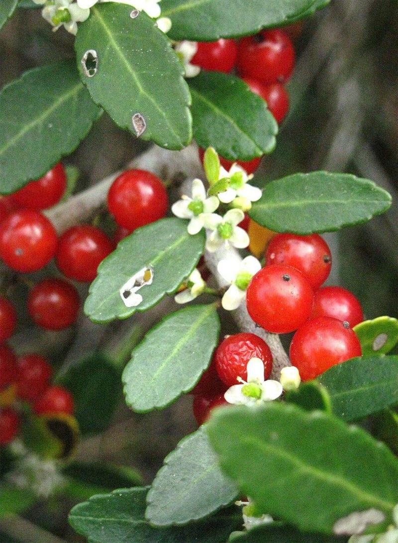 GGOOT Ilex cassine- DAHOON Holly Florida Native Wild Tree Bonsai Shrub Seed 15 Seeds