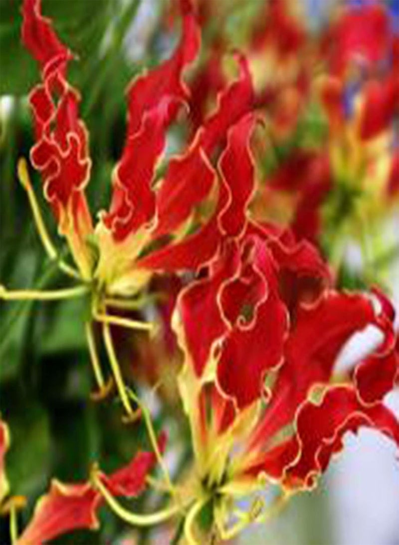GGOOT 10Pcs Premium Flower Seeds, Flame Lily Seeds Gloriosa Garland Ornaments Perennial Office Window Flower Seeds for Balcony Red - Image 2