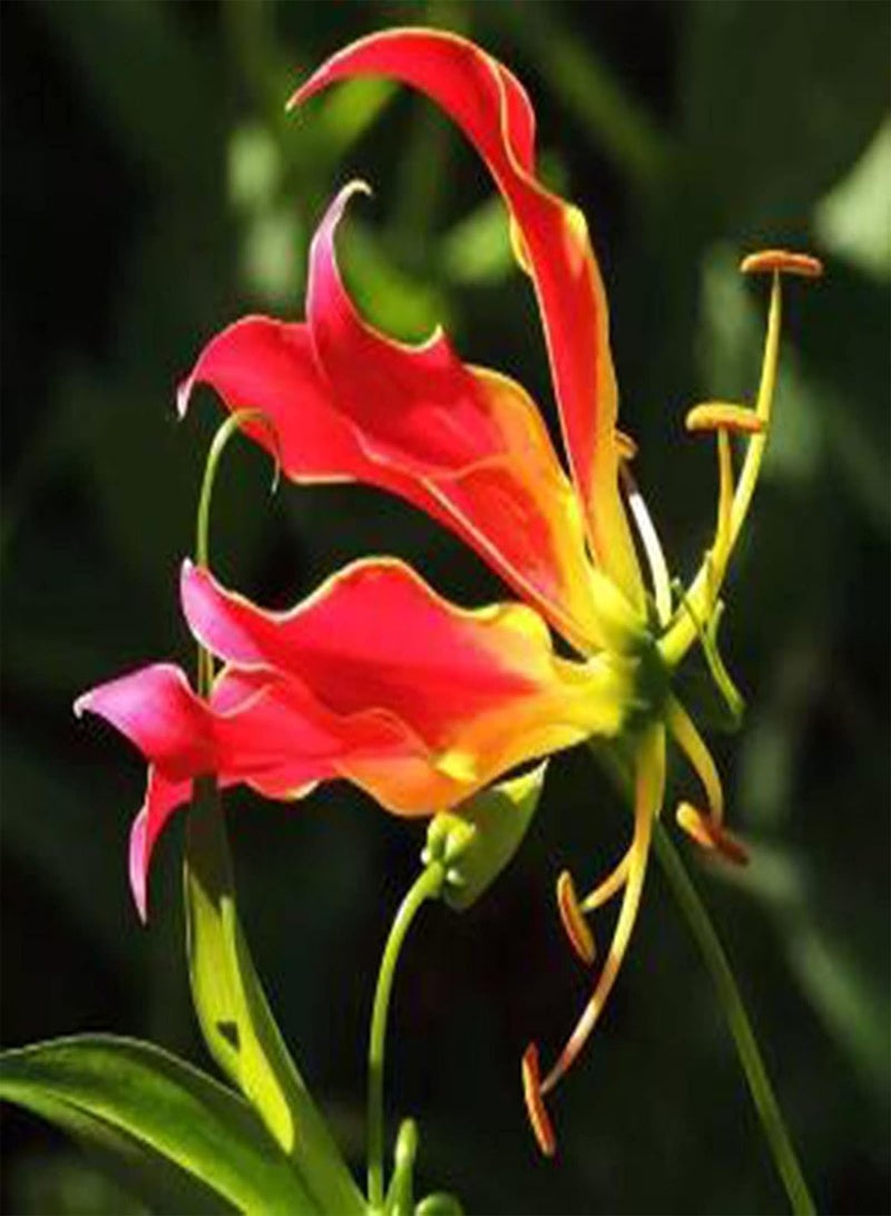 GGOOT 10Pcs Premium Flower Seeds, Flame Lily Seeds Gloriosa Garland Ornaments Perennial Office Window Flower Seeds for Balcony Red - Image 1