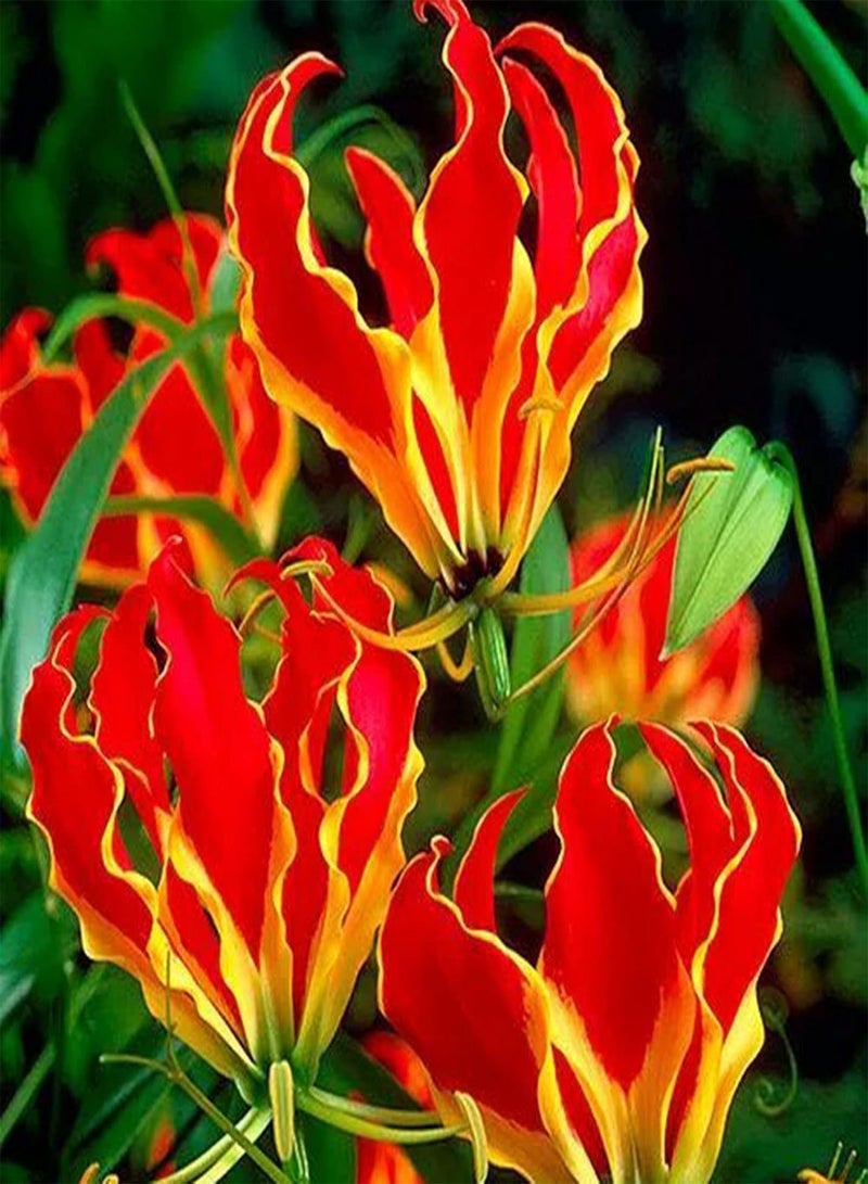 GGOOT 10Pcs Premium Flower Seeds, Flame Lily Seeds Gloriosa Garland Ornaments Perennial Office Window Flower Seeds for Balcony Red - Image 4