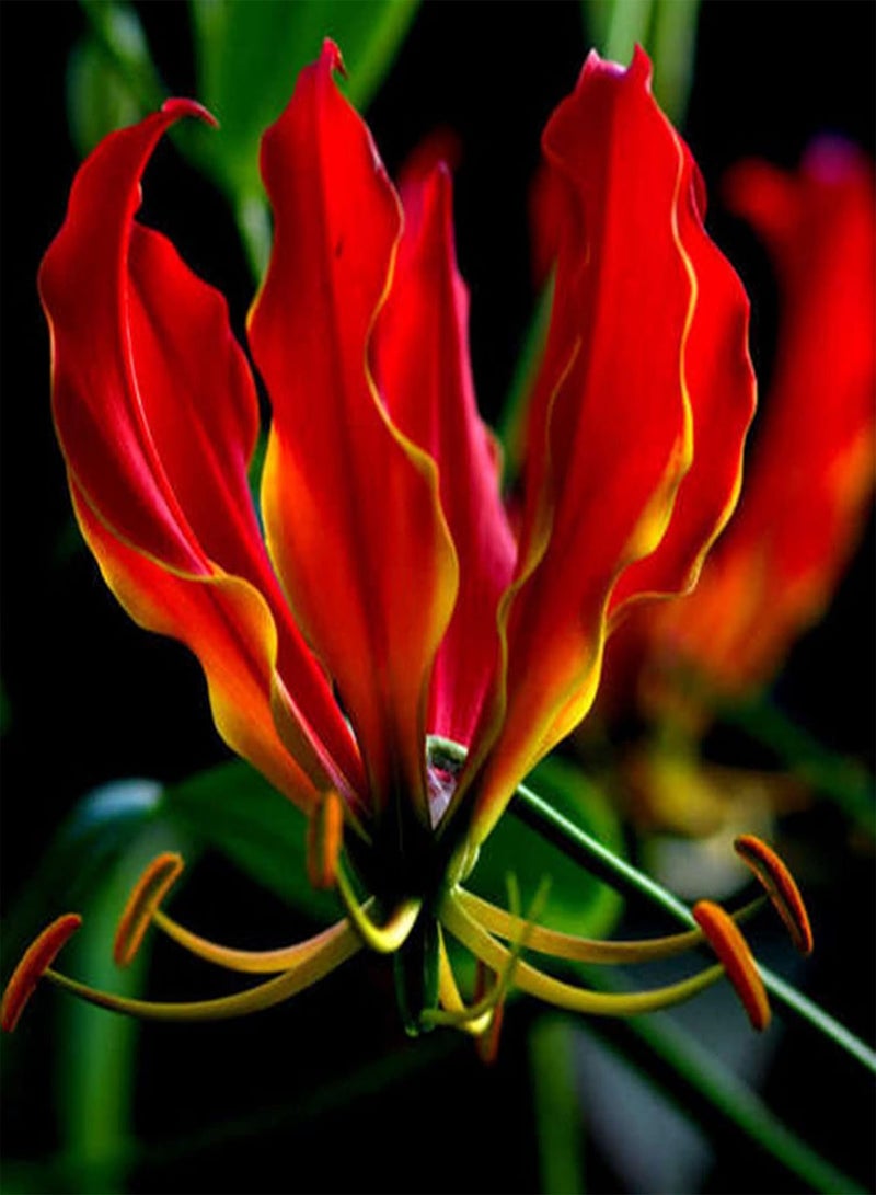 GGOOT 10Pcs Premium Flower Seeds, Flame Lily Seeds Gloriosa Garland Ornaments Perennial Office Window Flower Seeds for Balcony Red - Image 5