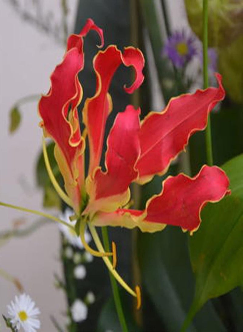 GGOOT 10Pcs Premium Flower Seeds, Flame Lily Seeds Gloriosa Garland Ornaments Perennial Office Window Flower Seeds for Balcony Red - Image 3