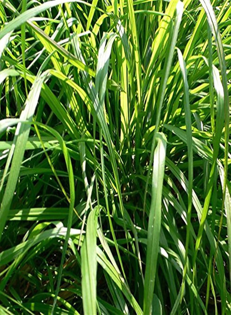 جي جوت 600 قطعة/كيس من بذور السترونيلا التراثية، مليئة بالحيوية والحصاد، بذور السترونيلا طاردة للبعوض لزراعة نمو سريع ومعدل بقاء مرتفع لبذور عشبة الليمون - Image 5