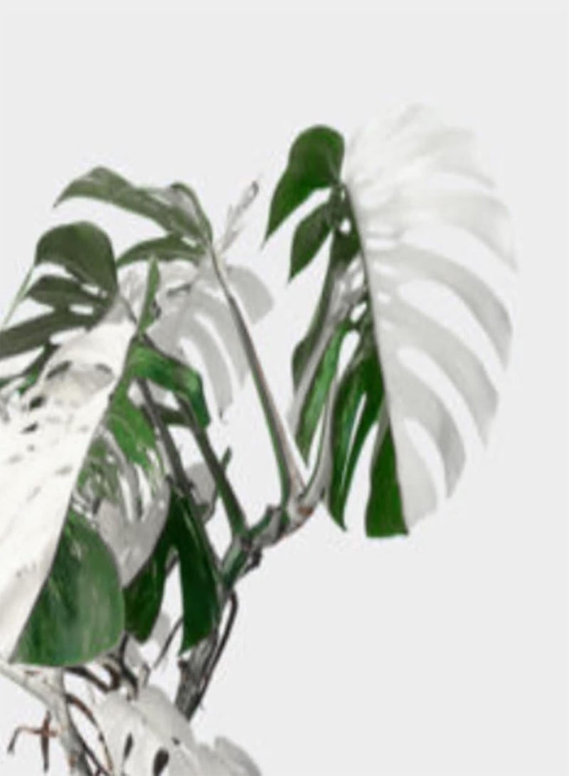 GGOOT 100Pcs DIY Home Growing Seeds Pack | Evergreen White Perennial Monstera Seedlings for Outdoor Garden Seeds 1size - Image 5