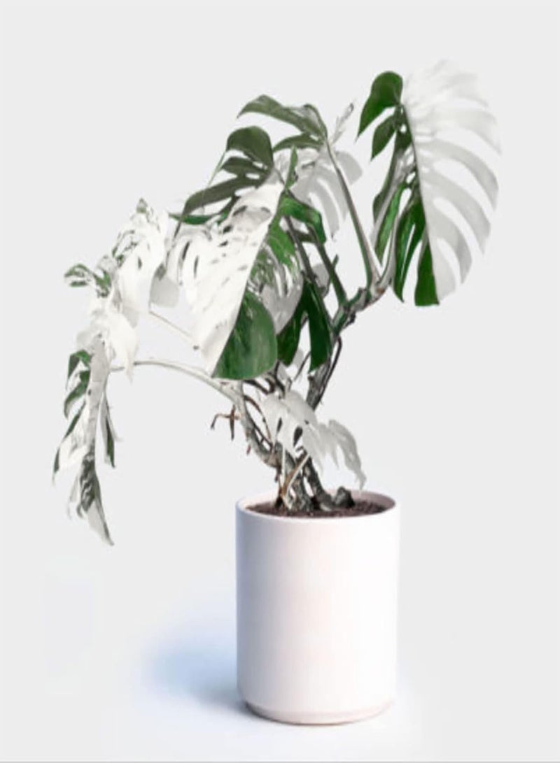 GGOOT 100Pcs DIY Home Growing Seeds Pack | Evergreen White Perennial Monstera Seedlings for Outdoor Garden Seeds 1size - Image 3
