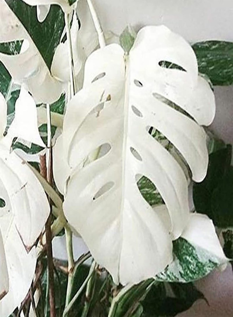 GGOOT 100Pcs DIY Home Growing Seeds Pack | Evergreen White Perennial Monstera Seedlings for Outdoor Garden Seeds 1size - Image 4