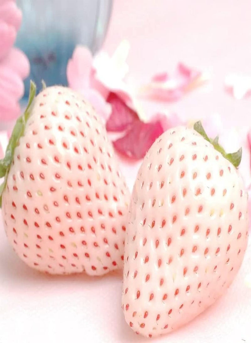 GGOOT 100pcs White Special Variety Strawberry Seeds High Nutritional Value Family Essential Fruit Suitable Novices to Planted in Courtyard - Image 3
