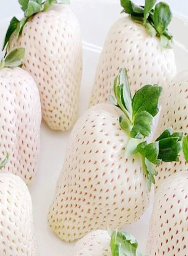 GGOOT 100pcs White Special Variety Strawberry Seeds High Nutritional Value Family Essential Fruit Suitable Novices to Planted in Courtyard - Image 2