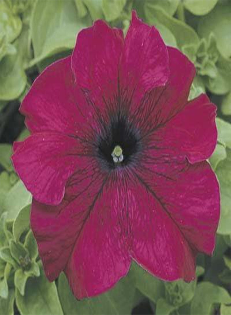 GGOOT Petunia-Single Ultra Burgundy 200 Seeds