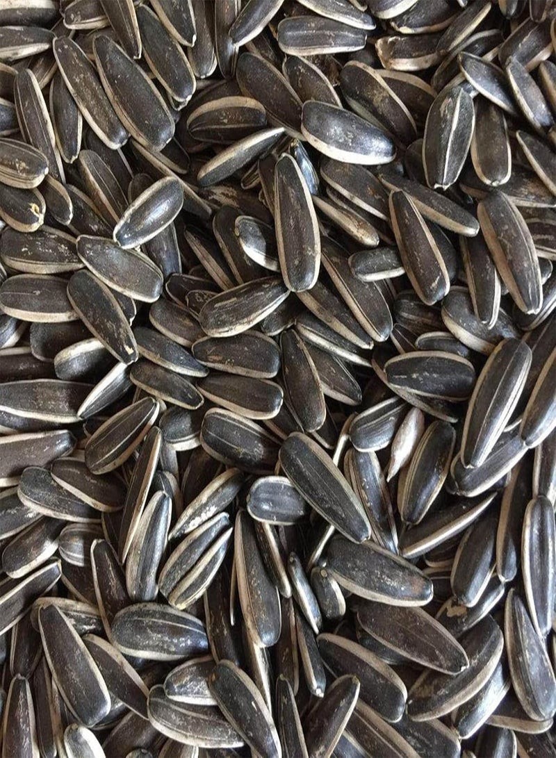 GGOOT Bee Plant,High Germination Rate,Gardening Essentials,Sun Flower,Sunflower seeds-500 pcs - Image 2