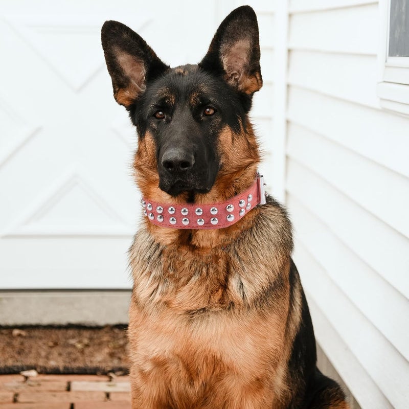 GALPADA Adjustable Soft Leather Dog Collar 3.5cm Wide Bite-Resistant Pet Neck Collar for Medium and Large Dogs Suitable for Daily Use - Image 4