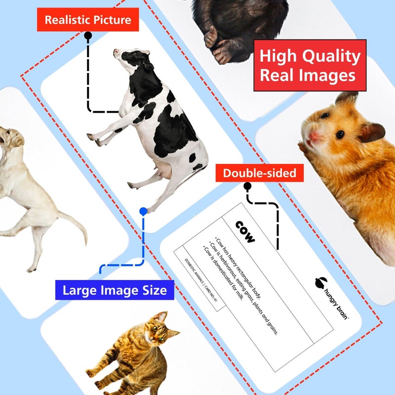 Hungry Brain Domestic Animals Flash Cards for Toddlers (24 Double-Sided Cards) | Real Picture Learning Flashcards for Kids Ages 1â€“4 | Early Learning, Preschool & Montessori Educational Toy - Image 5