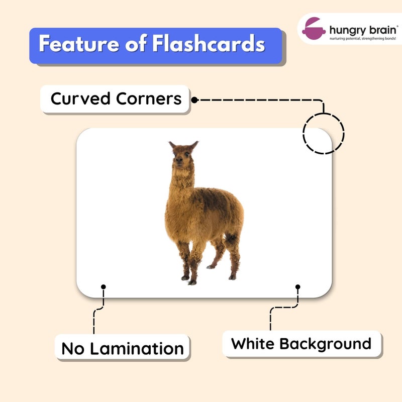 Hungry Brain Domestic Animals Flash Cards for Toddlers (24 Double-Sided Cards) | Real Picture Learning Flashcards for Kids Ages 1â€“4 | Early Learning, Preschool & Montessori Educational Toy - Image 4