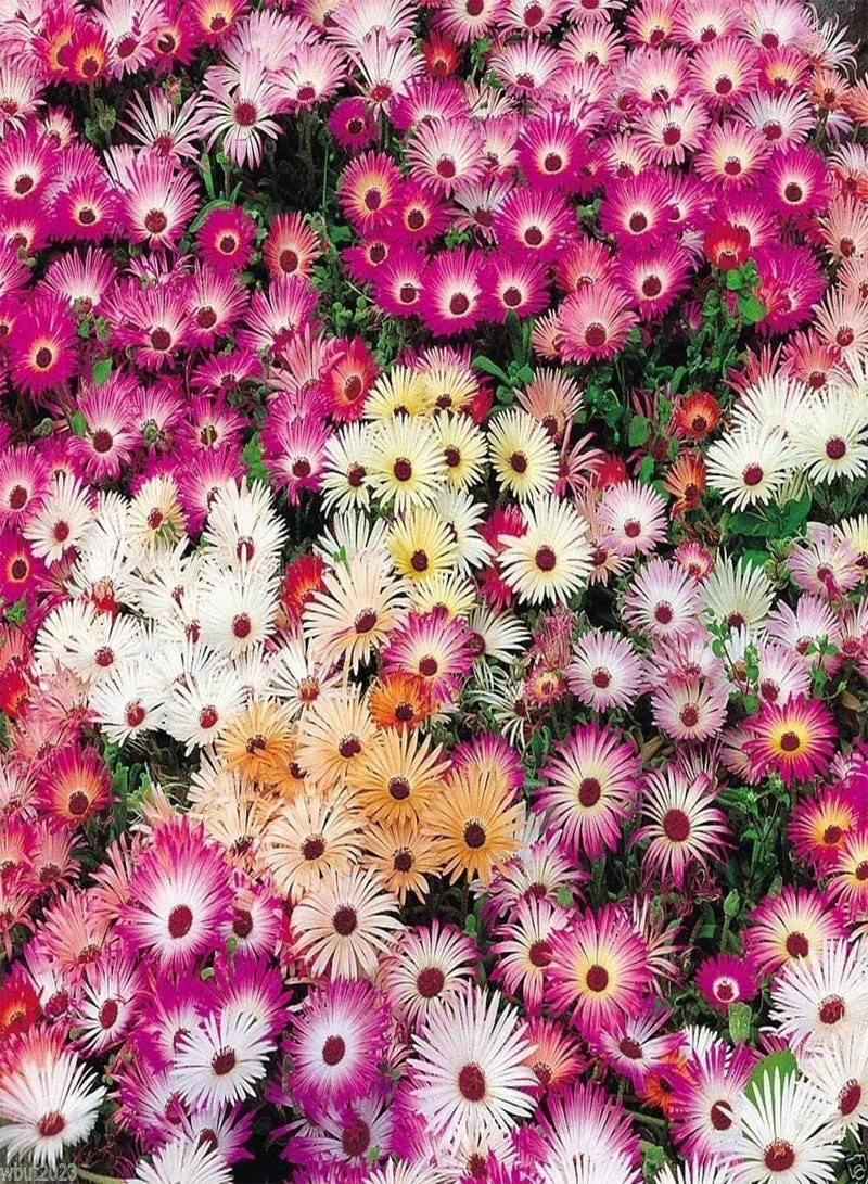 GGOOT 200 ICE PLANT SEEDS - 'Magic Carpet" - Mesembryanthemum criniflorum