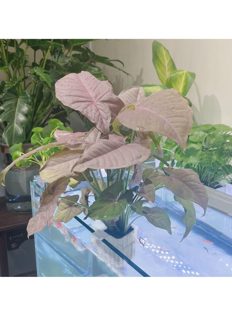 SOLARAE حامل نباتات حوض السمك، كوب زراعة الأكواريوم مع خطاف، سلة نباتات الأكواريوم، كوب نباتات مائية، وعاء نباتات زينة الأكواريوم، أكواب زراعة مائية، حامل نباتات الأكواريوم المحسن (عبوة 2) - Image 3