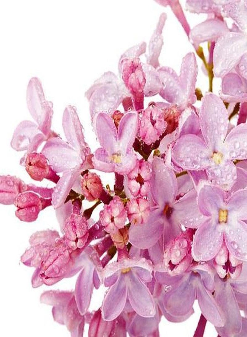 GGOOT 200Pcs Lilac Seeds Elegant and Generous Light Pink Fragrant Flower Add Color to Your Garden Create Unique Artistic Landscape - Image 2