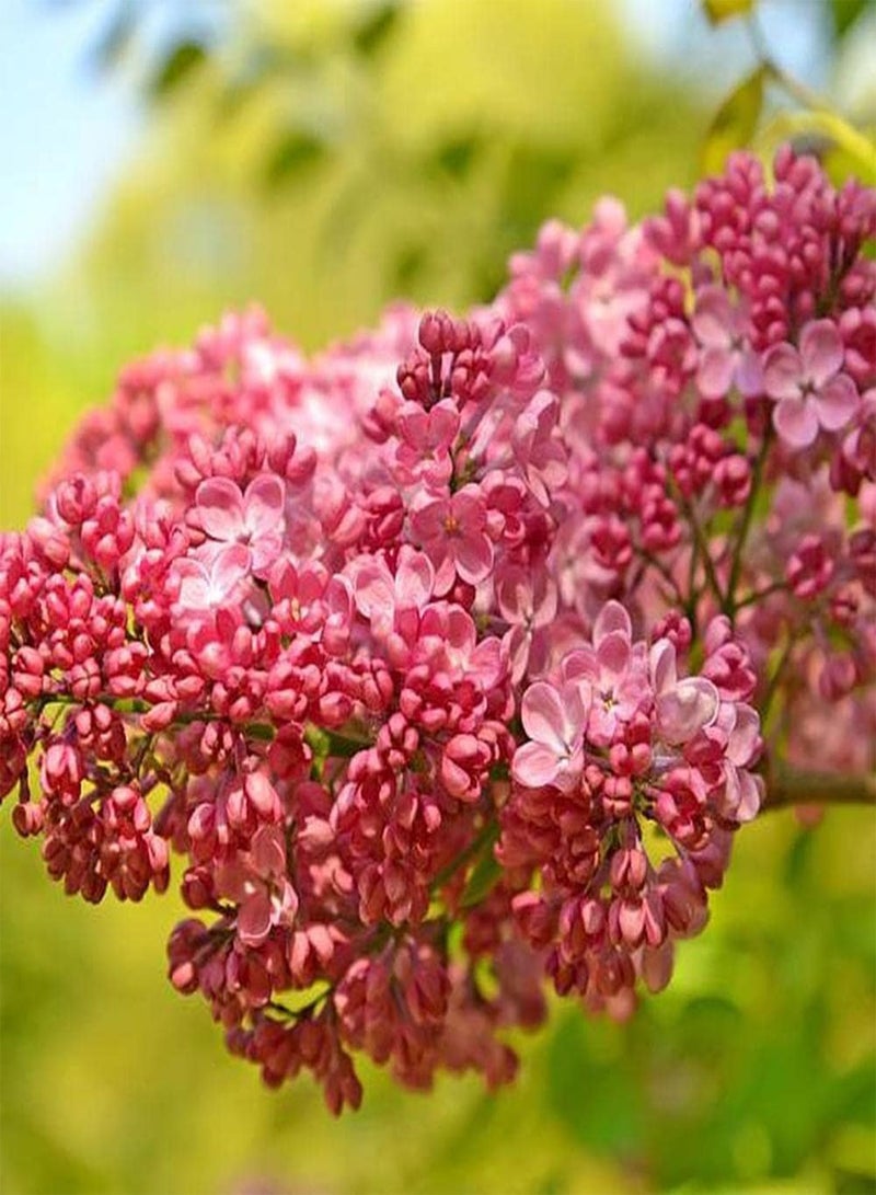 GGOOT 200Pcs Lilac Seeds Elegant and Generous Light Pink Fragrant Flower Add Color to Your Garden Create Unique Artistic Landscape - Image 1
