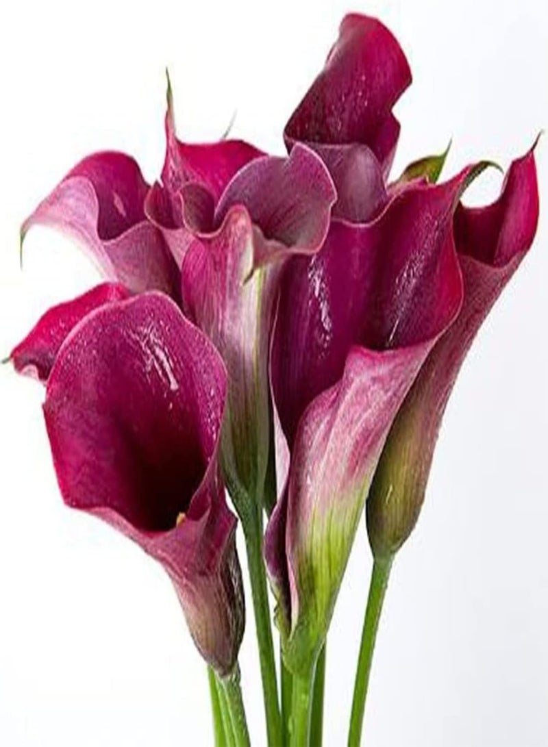 جي جوت 4 × روزا كالا ليليان زويبيلن سلتين آرتن شنيتبلومنستراوس غيبفلانزت إي جارتن تيراس بالكون Wartungsarm anfängerfreundlich كالا زويبيلن - Image 2