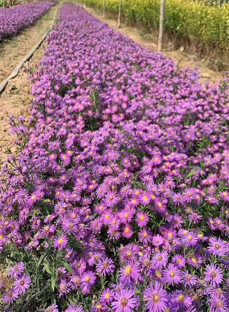 جي جوت 200 قطعة من بذور أستر ألبينوس، زهور جميلة تضيء حديقتك وتزين الكعكة لمنظر منزلك وتخلق بيئة جميلة - Image 2