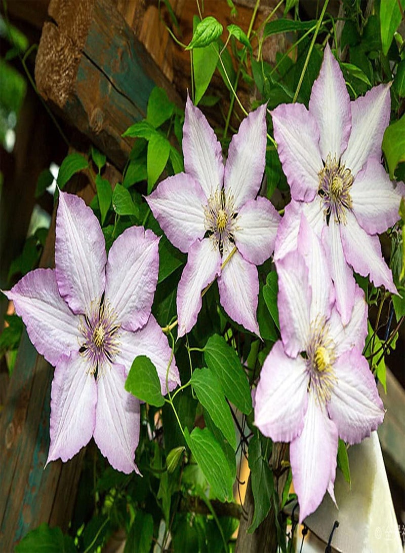 GGOOT 2pcs Light Pink Frame Unique Clematis seeds Strong Adaptability Suitable Garden Novices to Planted Outdoors in Their Own Homes - Image 2