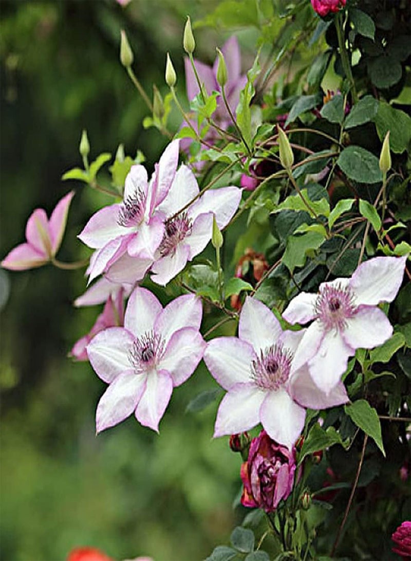 GGOOT 2pcs Light Pink Frame Unique Clematis seeds Strong Adaptability Suitable Garden Novices to Planted Outdoors in Their Own Homes - Image 3