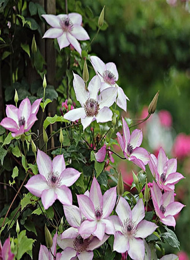 GGOOT 2pcs Light Pink Frame Unique Clematis seeds Strong Adaptability Suitable Garden Novices to Planted Outdoors in Their Own Homes - Image 1