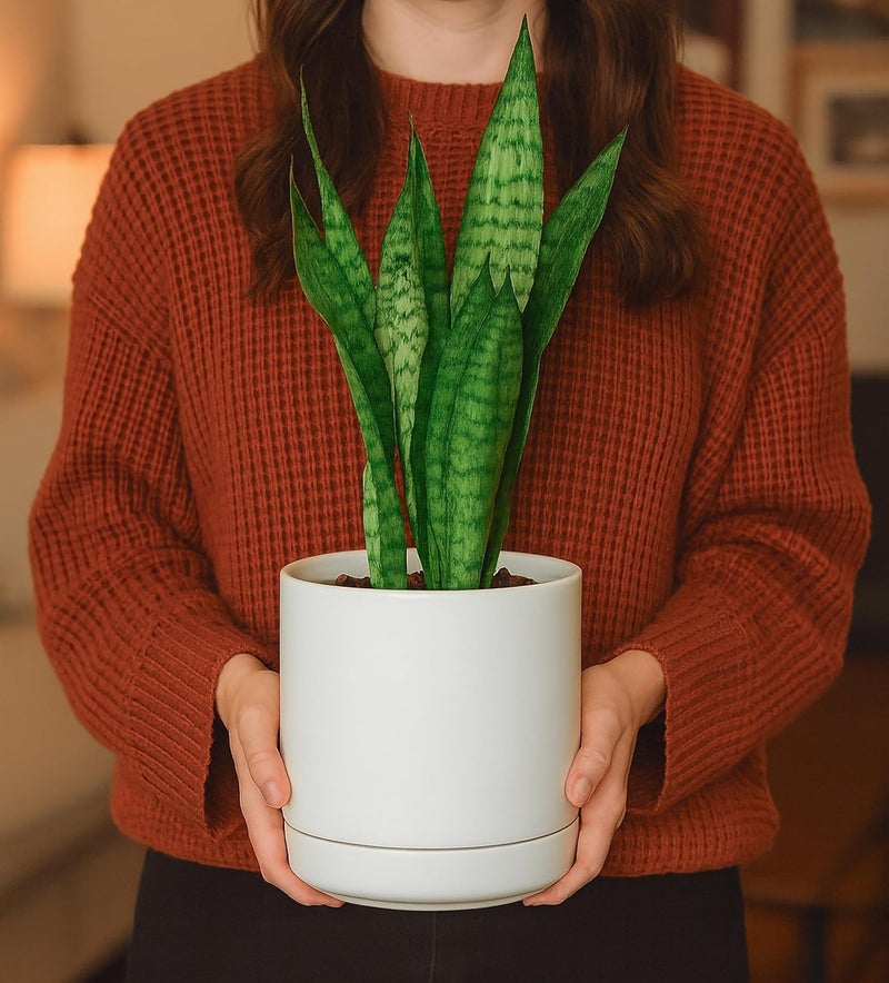 D'vine Dev Set of 2 Plants Pots, 6.5 Inch Ceramic Planter Pot for Plants with Drainage Hole and Saucer, White, 94-V-C-1 - Image 5