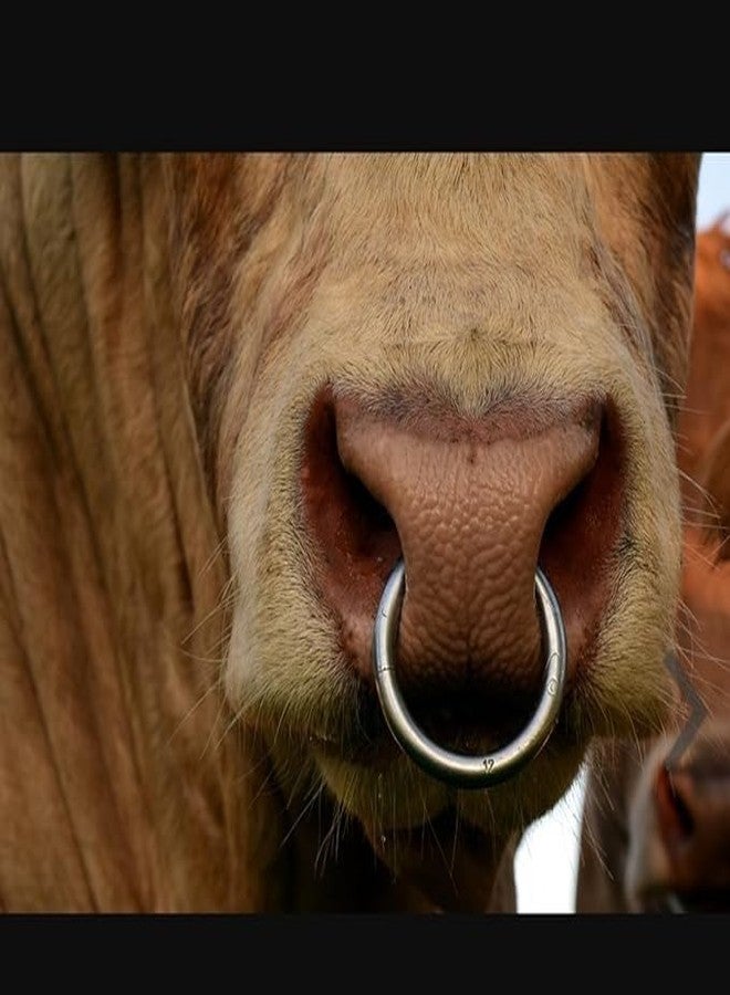 Kshama Copper Bull Nose Ring with Screw Key | Rustproof Cattle Nose Ring for Cow, Buffalo, Bull Veterinary Instruments Farm Use (1 Piece) - Image 5