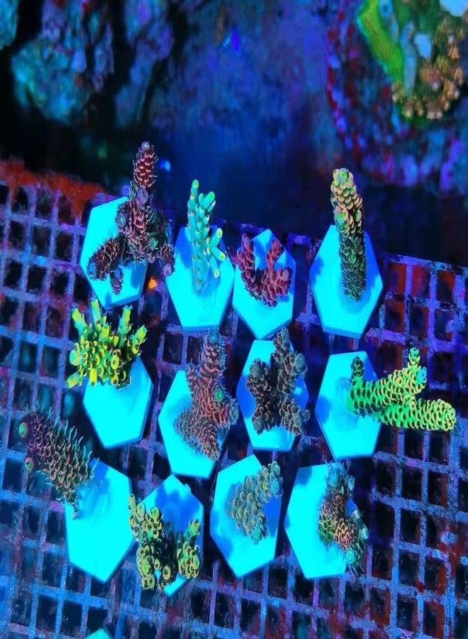 Saricho Ceramic White Coral Frag Plugs Base, Round/Hexagon 50mm, 12pcs - Image 5