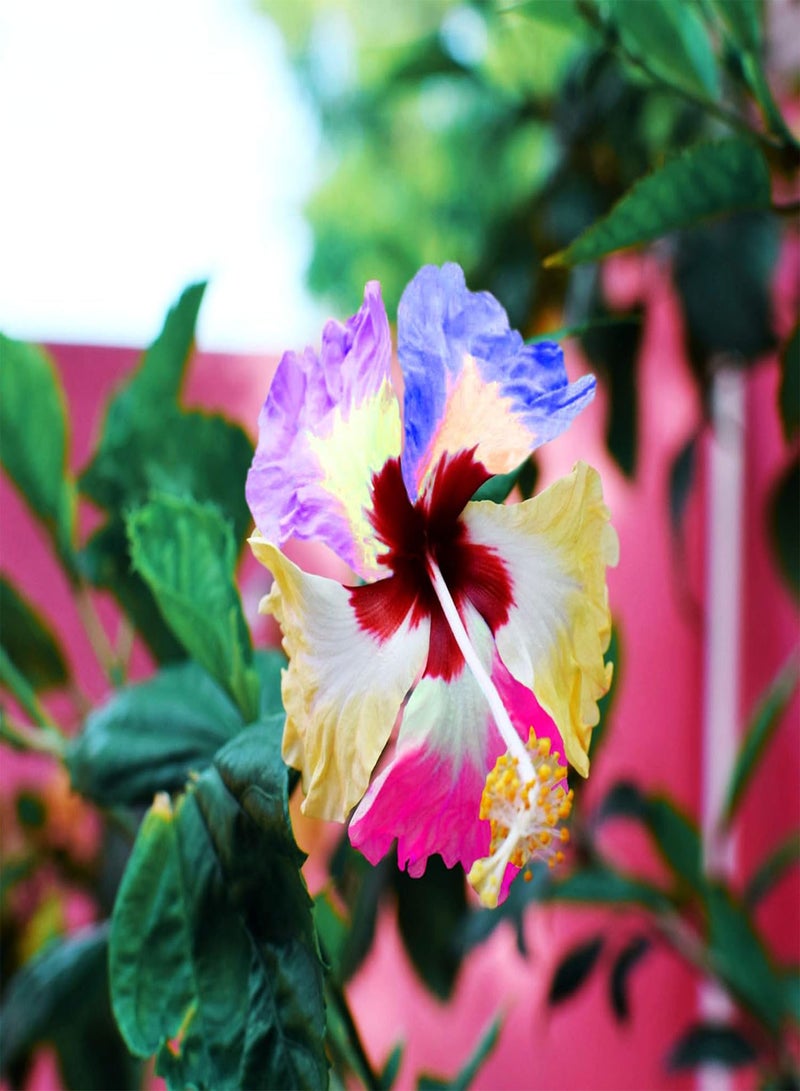 GGOOT 50Pcs Multicolor Hibiscus Seeds Giant Flowers Perennial