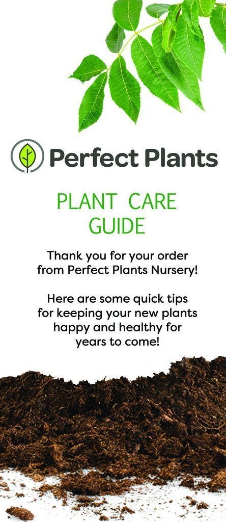 PERFECT PLANTS Coral Drift 1 Gallon - Image 5