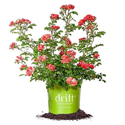 PERFECT PLANTS Coral Drift 1 Gallon - Image 1