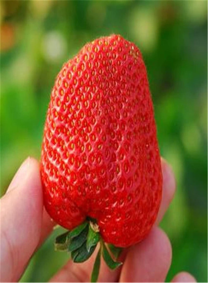GGOOT Strawberry Seeds-Outdoor Herb Seeds-Home Gargen Collection Gift-300 Pcs - Image 3