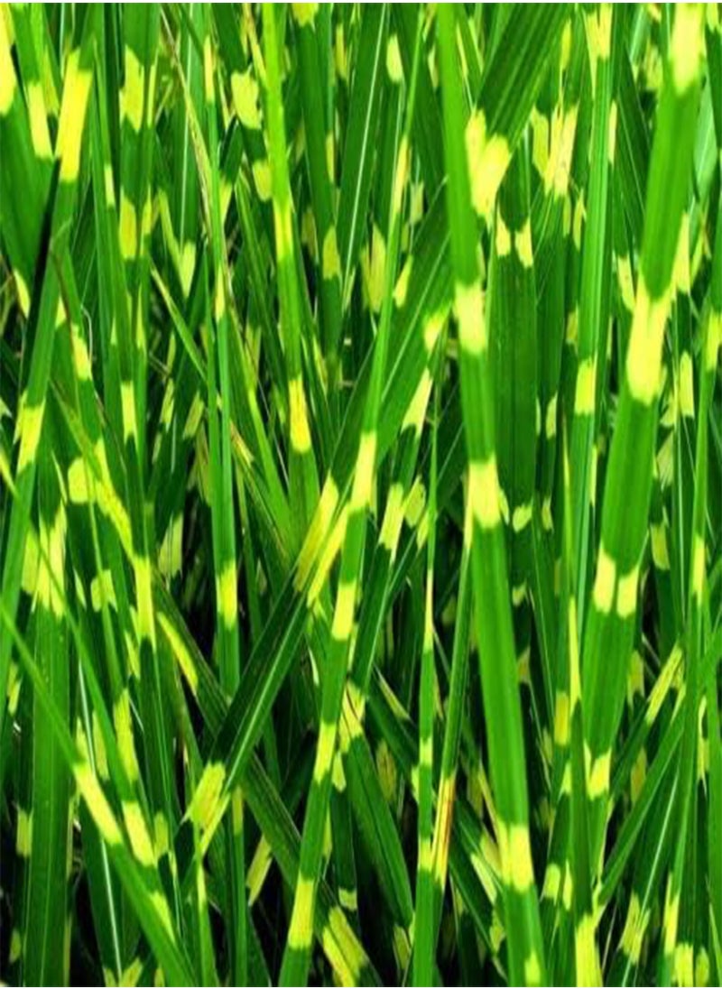 GGOOT Tiger Grass Bamboo, Thysanolaena Latifolia by Heavy Torch, 5 Seeds  - Image 2