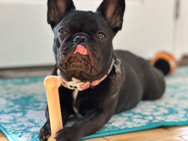 Nylabone Original Bone Power Chew Toy for Dogs, Durable & Tough Dog Toys for Aggressive Chewers, Original Flavor, Small - Up to 25 Ibs, 1 Count - Image 2