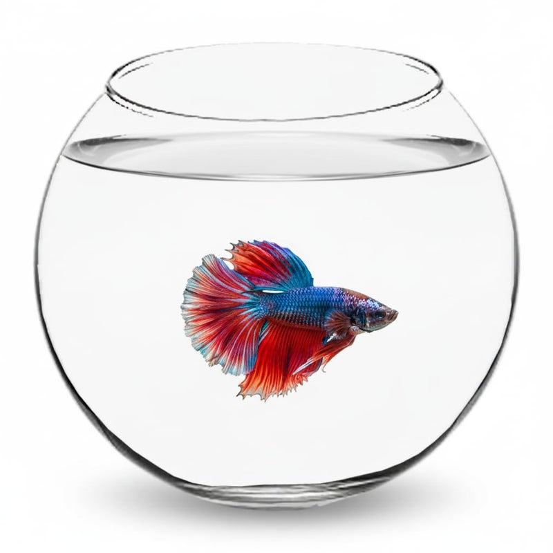 7pets Transparent 4-inch Fish Bowl with Out Neck Collar, Suitable for Small Fish, Plants | Optimum Fish Tank Choice for Office & Home Decor - Image 1